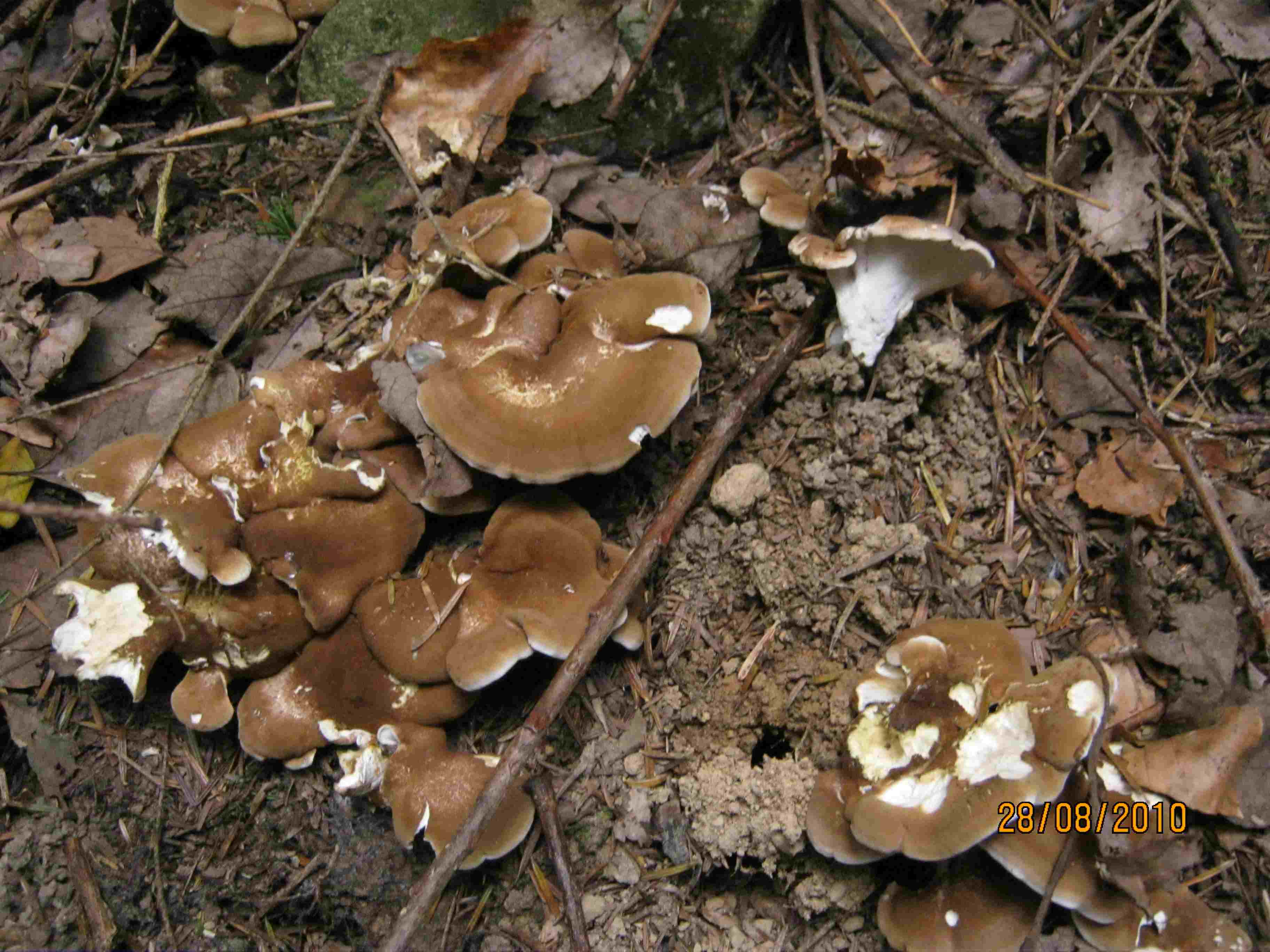 Albatrellus cristatus ?